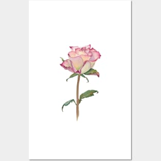 Watercolor rose bud Posters and Art